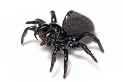 Pest Alert - Internet Find 2