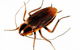 Pest Alert - thumb 4