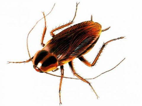 Pest Alert - Internet Find 4