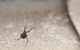 Pest Alert - thumb 5