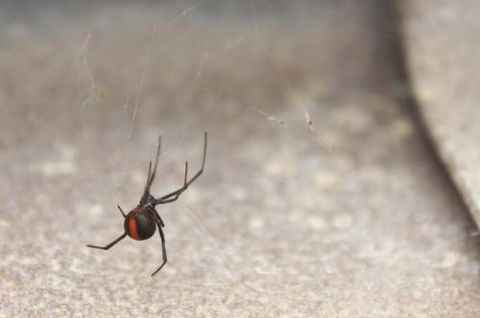 Pest Alert - Internet Find 5