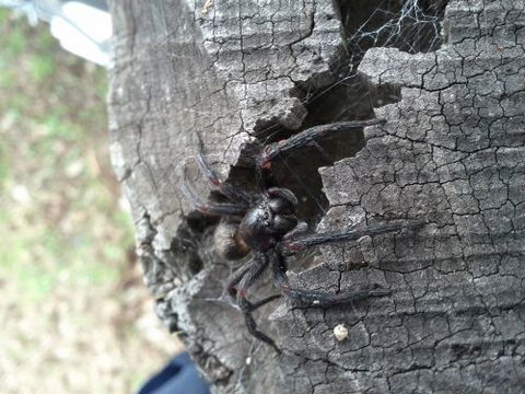 Pest Alert - Internet Find 6