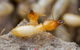 Pest Alert - thumb 7