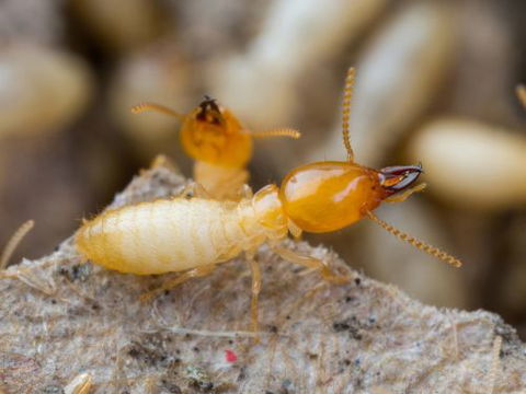 Pest Alert - Internet Find 7