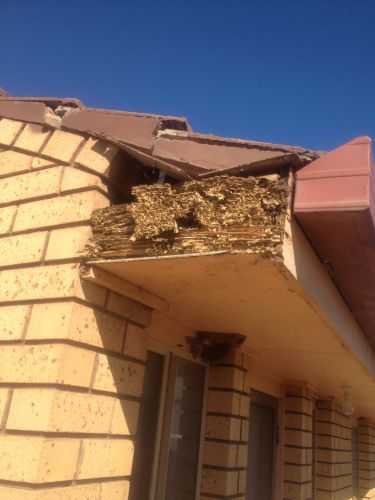 Pest Alert - Internet Find 9