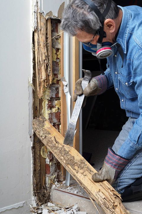 Coalfields Pest Control - Renee 0