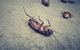 Coalfields Pest Control - thumb 1