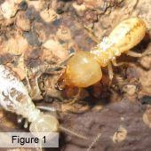 Flexible Termite Solutions - Swimm 1