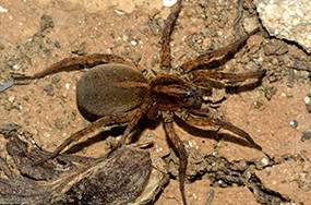 Caban’s Pest Control - Internet Find 0