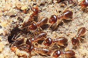 Caban’s Pest Control - Internet Find 1
