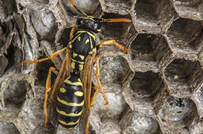 Caban’s Pest Control - Internet Find 2
