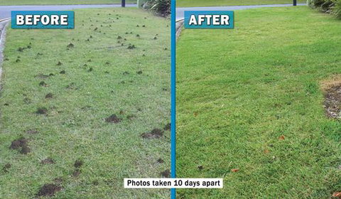 Active Pest Management - Swimm 2