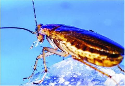 Active Pest Management - Swimm 9