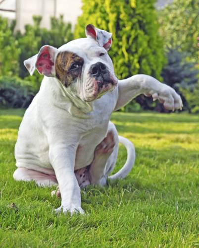 Active Pest Management - Swimm 11