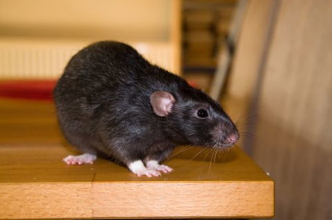 Active Pest Management - Swimm 13