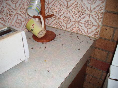 Active Pest Management - Swimm 17