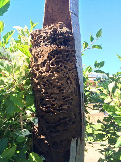 Blue Ribbon Specialised Services - Swimm 0