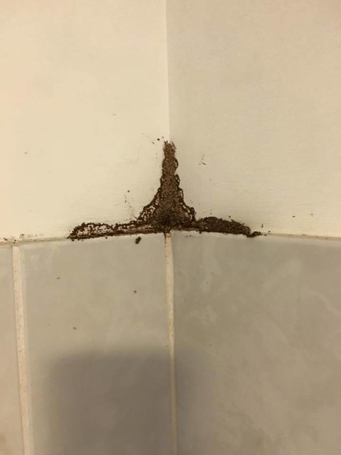 Blue Ribbon Specialised Services - Swimm 3