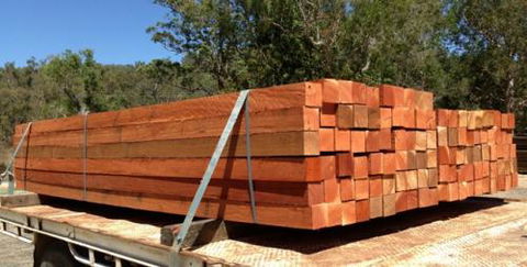 Platypus Timbers - Renee 2