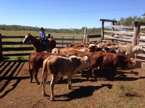 George Street Butcher Shoppe - Renee 2