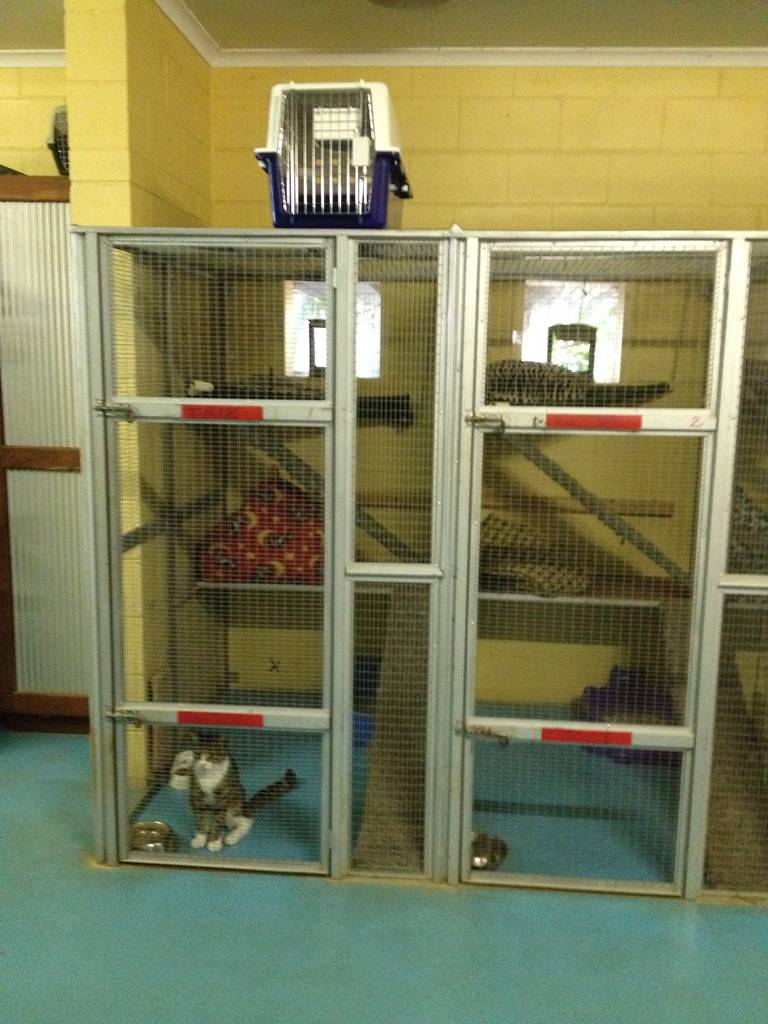 Cat Boarding Catteries Howard Springs NT Renee