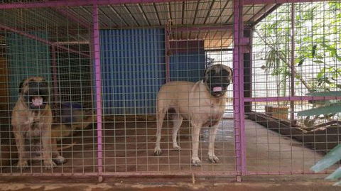 Purrs & Paws Pet Resort–NT Agent For Ozpet Transport - Internet Find 3