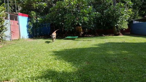 Purrs & Paws Pet Resort–NT Agent For Ozpet Transport - Internet Find 4