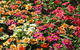 Tanby Garden Centre - thumb 2