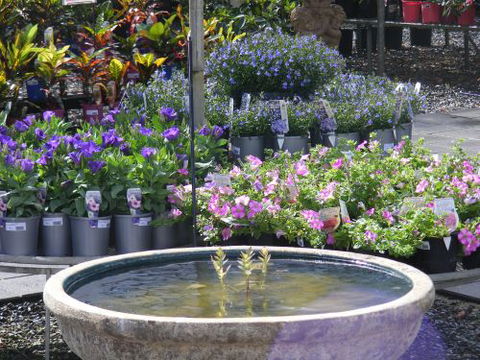 Tanby Garden Centre - Renee 3