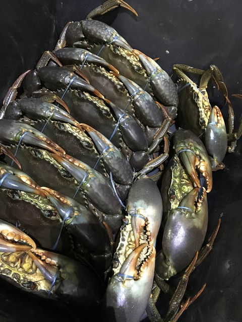 Mackay Fish Market - Internet Find 2