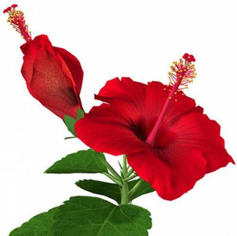 Bountiful Thai Restaurant - Internet Find 1