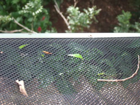 Gutter–Vac - Renee 1