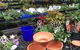 The Scone Potting Shed - thumb 4