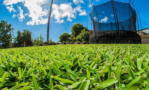 Hamilton Plains Turf - Renee 0