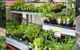 Plants Whitsunday - thumb 0