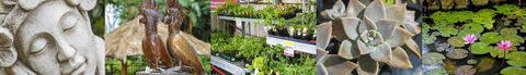 Plants Whitsunday - Renee 0