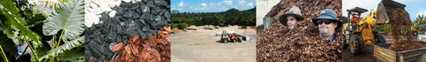 Plants Whitsunday - Renee 1