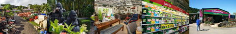 Plants Whitsunday - Renee 4