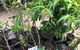 Country Garden’s Mackay - thumb 4
