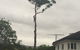 McCords Tree Services & Excavations - thumb 0