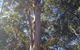 McCords Tree Services & Excavations - thumb 3