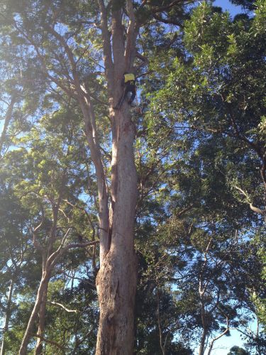 McCords Tree Services & Excavations - Internet Find 6
