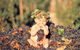 Shannonvale Tropical Fruit Winery - thumb 0