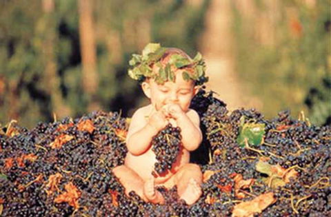 Shannonvale Tropical Fruit Winery - Renee 0