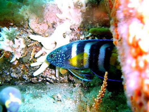 Feet First Dive - Renee 4