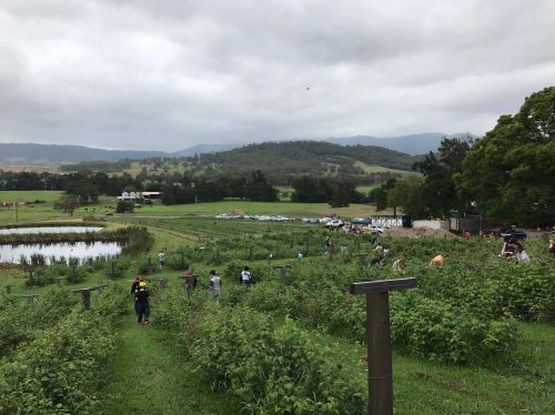 Marshall Mount NSW Qld Realsetate