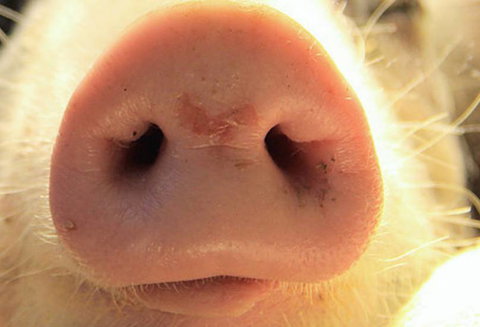 Taree Veterinary Hospital - Swimm 1