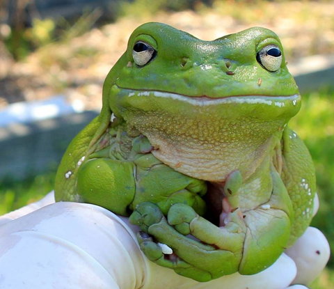 Taree Veterinary Hospital - Swimm 2