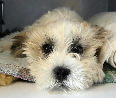 Taree Veterinary Hospital - Swimm 3