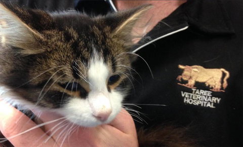 Taree Veterinary Hospital - Swimm 4